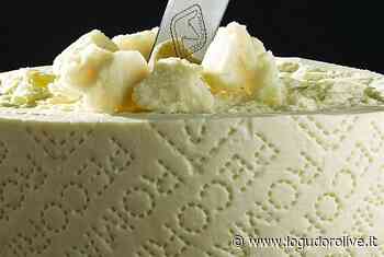 “In corso D'Opera”, aspiranti chef si sfidano ai fornelli con piatti a base di Pecorino romano DOP - Logudorolive - Logudorolive -