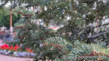 Rhode Island's Governor Sets State House Tree Lighting Event - NBC10 Boston