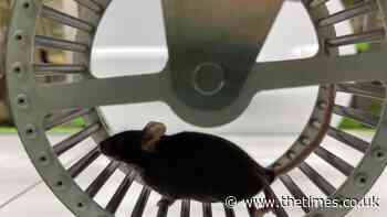 Marathon mice offer clue in the race to beat dementia - The Times