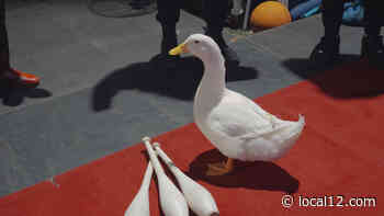 Duck famous for running in New York City Marathon waddled her way into the circus - WKRC TV Cincinnati
