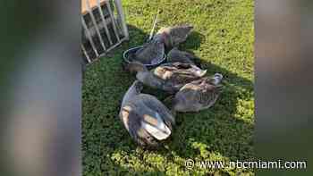 Miramar Neighbors Outraged After Multiple Geese Killed
