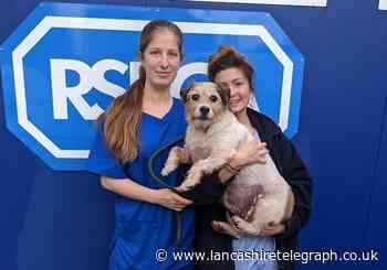 Blackburn pensioner thanks RSPCA for saving 'Poppy' who had whopping 250 gallstones