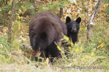 31 bears euthanized in the Elk Valley – Chilliwack Progress - Chilliwack Progress