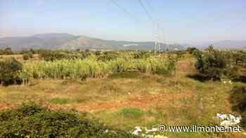 BACOLI/ Manutenzione dei terreni privati: scatta la task force - Il Monte