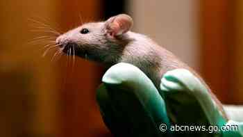 Study can't confirm lab results for many cancer experiments