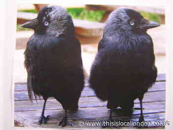 Clever jackdaws are thriving