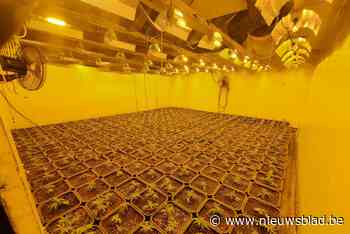 Politie rolt cannabisplantage op in Geel-Bel