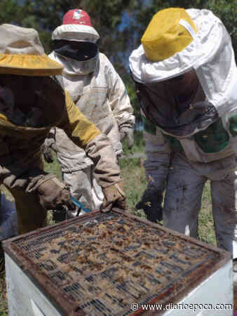 En Libres, personal de INTA trabajó en la detección del escarabajo de la colmena - diarioepoca.com