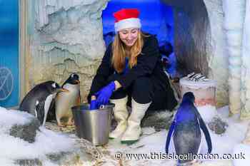 SEA LIFE London Aquarium sea creatures get into the Christmas spirit