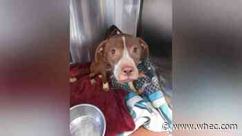 Police: Canandaigua man abandoned, starved 2 dogs in trash-filled home