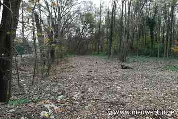 Natuurvereniging vraagt 5.000 euro per illegaal gekapte boom: “Zulke fouten zijn onaanvaardbaar”