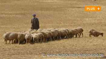 Warum sich Schafe und Lämmlein um die Krippe scharen