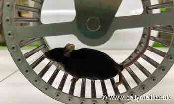 Blood from ultra-fit 'marathoner' mice 'boosts brain function in their couch-potato counterparts'