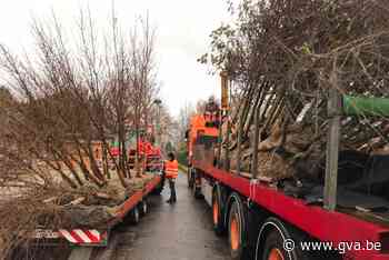 Tachtig nieuwe bomen in Koolhofken en Kleine Beekstraat, maar ontharden van bermen ligt gevoelig - Gazet van Antwerpen