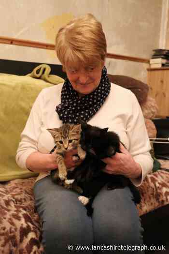 Moggies Cat Rescue to close following sad death of founder