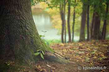 Quand la forêt et le bois font leurs assises - Epinal infos - Epinal Infos