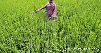 Analysis: Global farmers facing fertiliser sticker shock may cut use, raising food security risks - Reuters