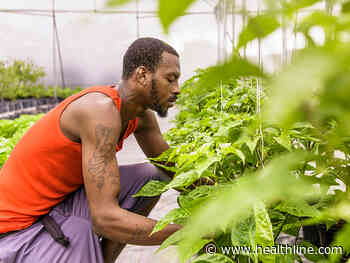 How Do You Grow Food Sustainably in the Caribbean? - Healthline