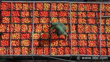 The tomatoes at the forefront of a food revolution - BBC News
