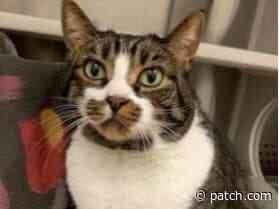 Lee, Max: Adorable Adoptable Pets In Baltimore County - Catonsville, MD Patch