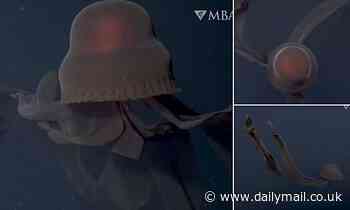 Super-rare giant phantom jellyfish with bizarre mouth arms is spotted off the coast of California