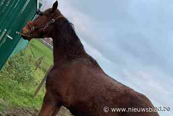 Politie op zoek naar eigenaar van losgebroken paard