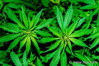 Why Tilray, Aurora Cannabis, and Canopy Growth Are Glowing Green - Motley Fool