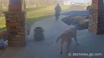 WATCH:  Labrador returns package to delivery driver's truck
