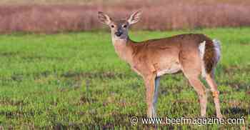 More research needed on COVID and deer