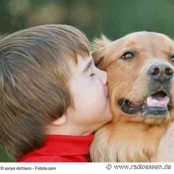 Rat in Essen will Käufer von Tierheim-Hunden entlasten - Radio Essen