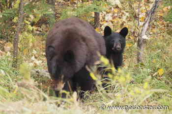 31 bears euthanized in the Elk Valley – Nelson Star - Nelson Star