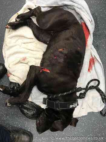 Investigation after discovery of bloodied body of dog in Cheetham Hill, Manchester bin