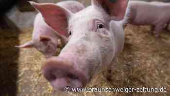 Bauern angespannt - "Zappenduster" bei Schweinehaltern