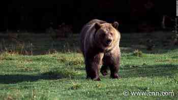 Montana asks for federal protection of many of its grizzly bears to be lifted