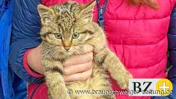 Ungestümer Gast: Wolfsburgern läuft Wildkatze zu