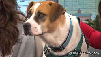 Mel's Mutts: Buster