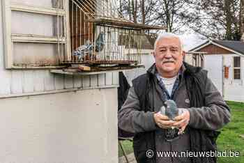 Duivenmelker Patrick verliest zes prijsduiven door schietende jager: “Hij zei dat die duiven hem geen kl*** kunnen schelen”