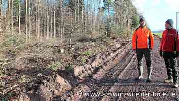 Waldrandgestaltung in Rotensol: Eigendynamik  wird durch gezielte Pflegeeingriffe  unterstützt