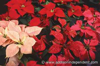 Ask a Master Gardener: Care & safety of holiday plants - Addison County Independent