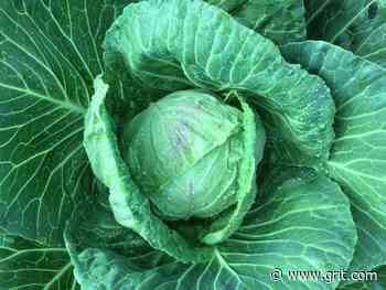 Gardener As Guardian, Scientist, Mystic And Artist - Grit | Rural American Know-How - Grit Magazine