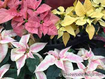 GARDENER'S CHECKLIST: Week of December 9, 2021 - theberkshireedge.com