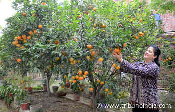 A deeply-rooted gardener indeed - The Tribune India