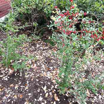 GARDENER's MAILBAG: What do you suggest for environments with a lot of dust, heat? - Yahoo News