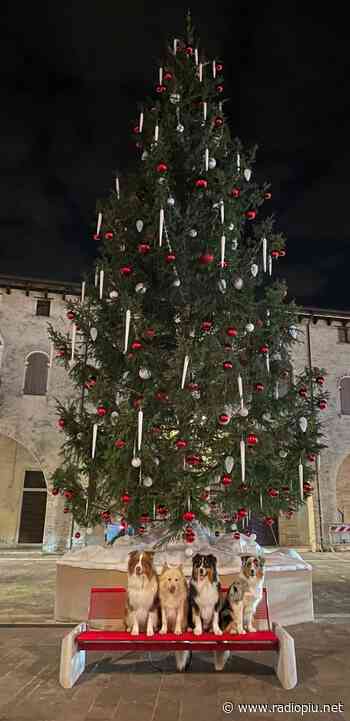 ROCCA PIETORE NON DIMENTICA, L'ABETE AD ODERZO E VIGONZA - Radio Più