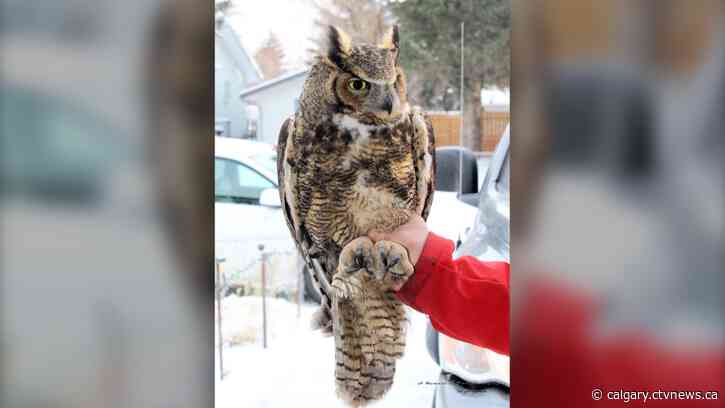 Milk River, Alta. resident finds owl in carport seeking shelter from cooler weather