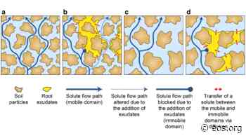 Plant Root Exudates Mediate Soil Nutrient Transport - Eos