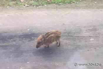 Eenzaam baby-everzwijntje op wandel door Zonhoven (Zonhoven) - Het Belang van Limburg