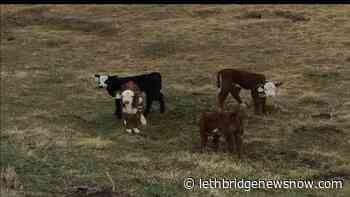 Consumers demand sustainable products – Canadian beef industry responds - Lethbridge News Now