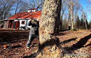 Man hakt boom om naast huis, maar mag van héél veel geluk spreken! (video) - Metro België