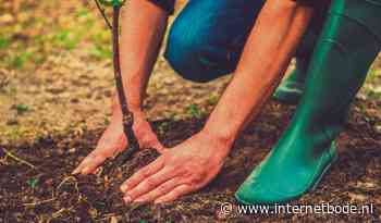 6000 Zeeuwen planten boom in hun tuin - Internetbode